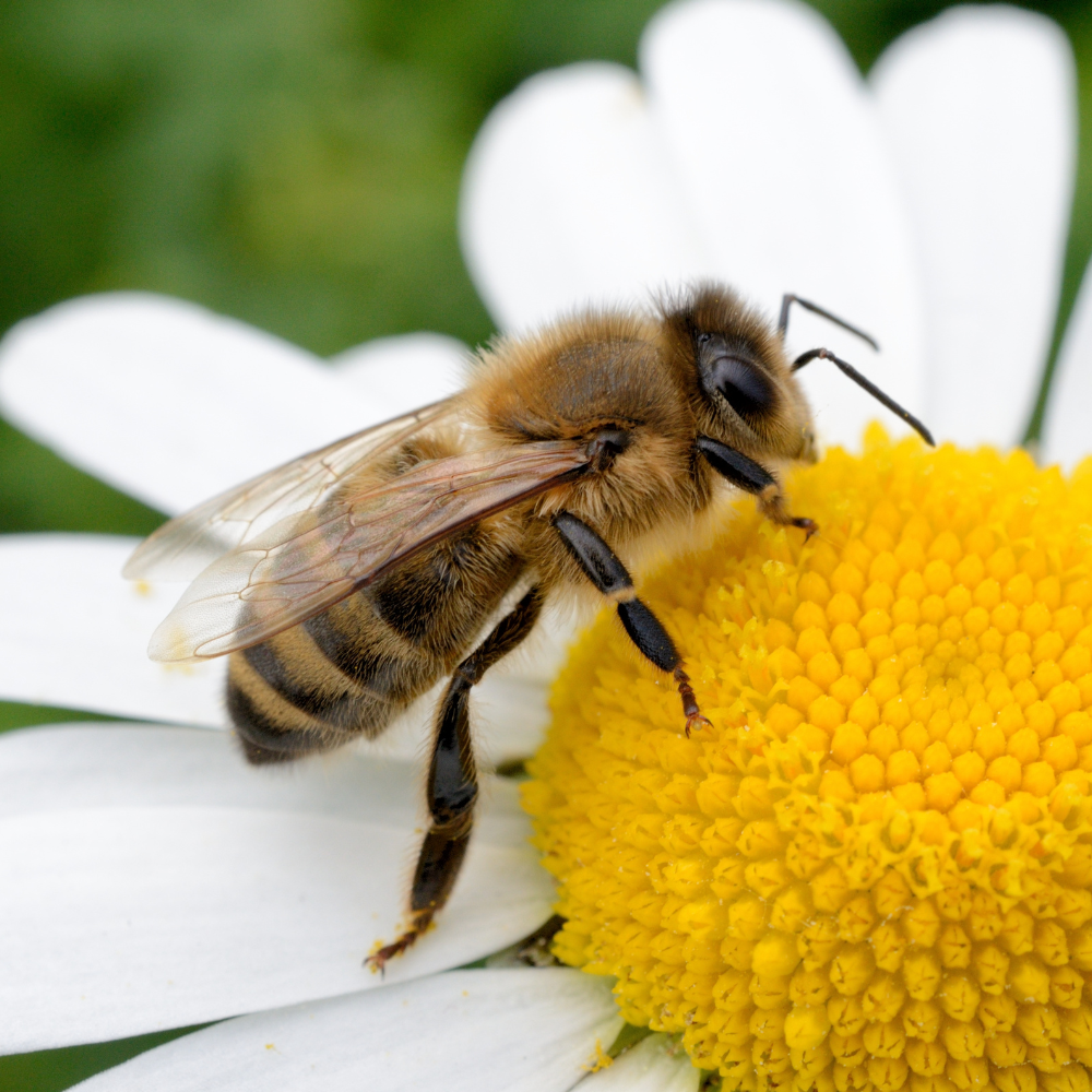 Honeybee collecting pollen on white flower with gold center.