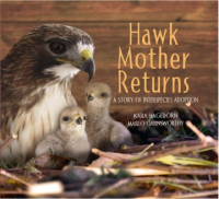 Photograph of mother hawk in next with two baby hawks.