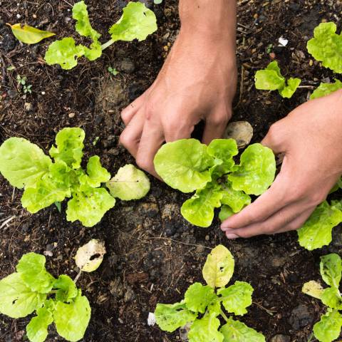 Hands planting lettuce seedlings