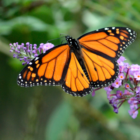 Orange and black monarch butterfly on sprig of small purple flowers.