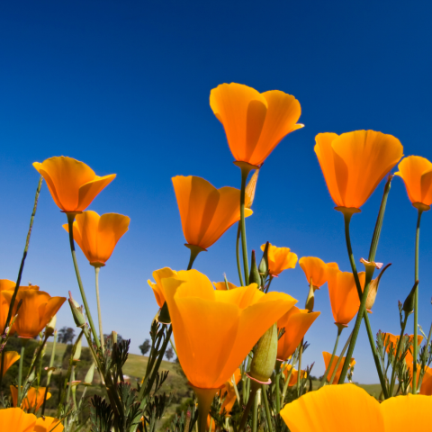 California poppies orange with blue sky backdrop