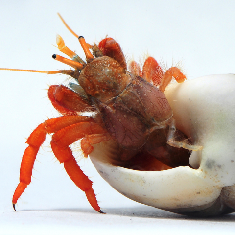 Orange hermit crab emerging from turban shell.
