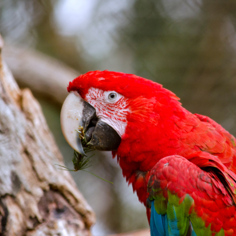 Red, green, and blue parrot with a plant sprig in its mouth