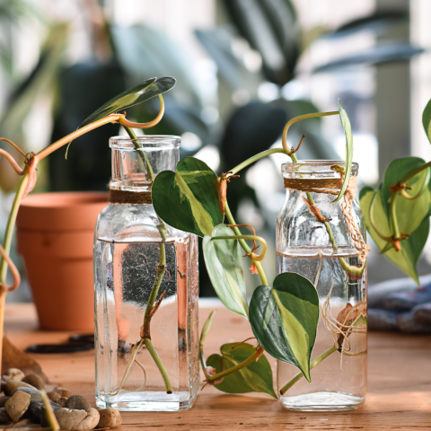 Plant cuttings in jars with water