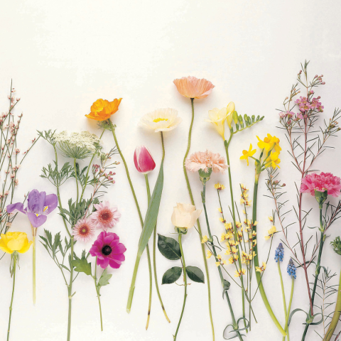 Variety of flowers, leaves and stems on white background
