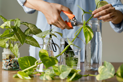 Close up view of hands cutting a piece of pothos plant to place in a jar full of water