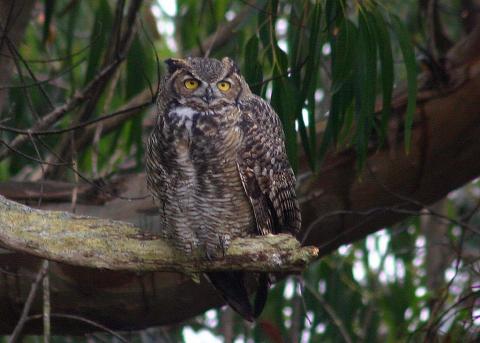 great horned owl