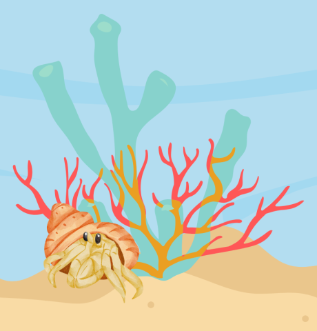 illustration of hermit crab under the sea