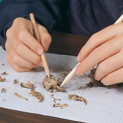 Owl Pellet Dissection