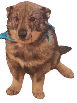 Cambria Read to a Dog