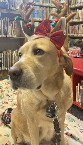Emmy the dog in the library.