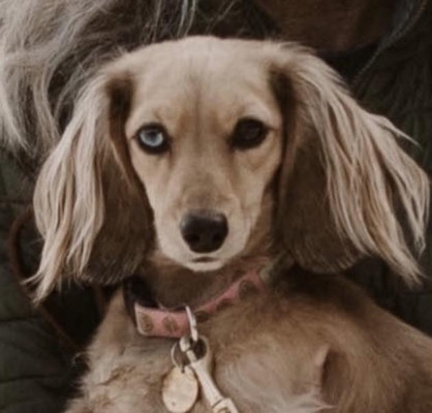 Photograph of dog looking at viewer.