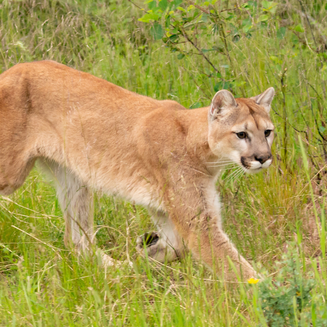 Mountain lion in meadow