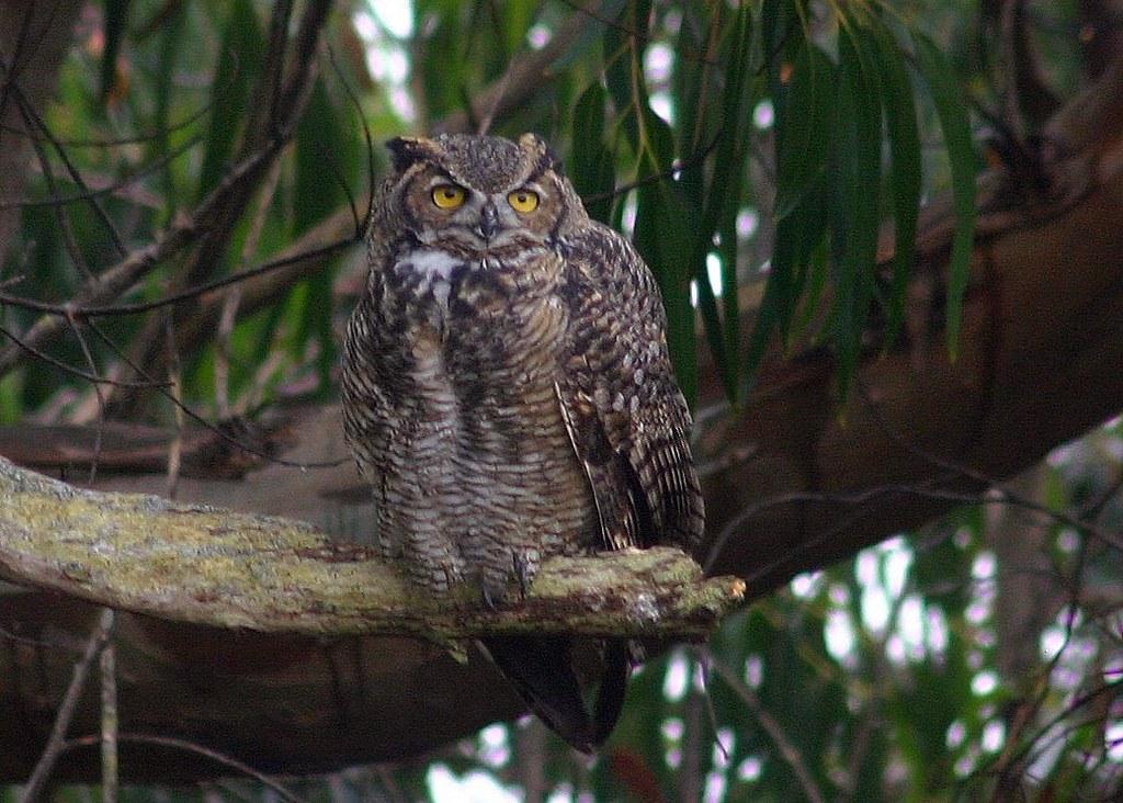 great horned owl