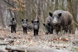 Photo of feral pigs