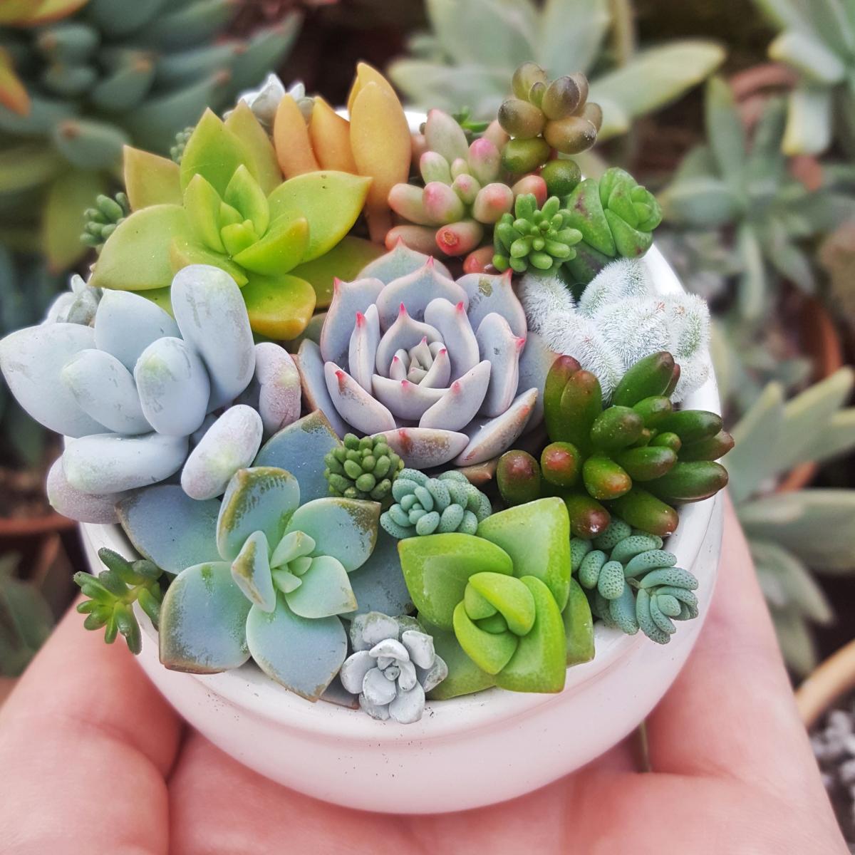 Person holds a small pot containing a succulent plant in the palm of their hand..