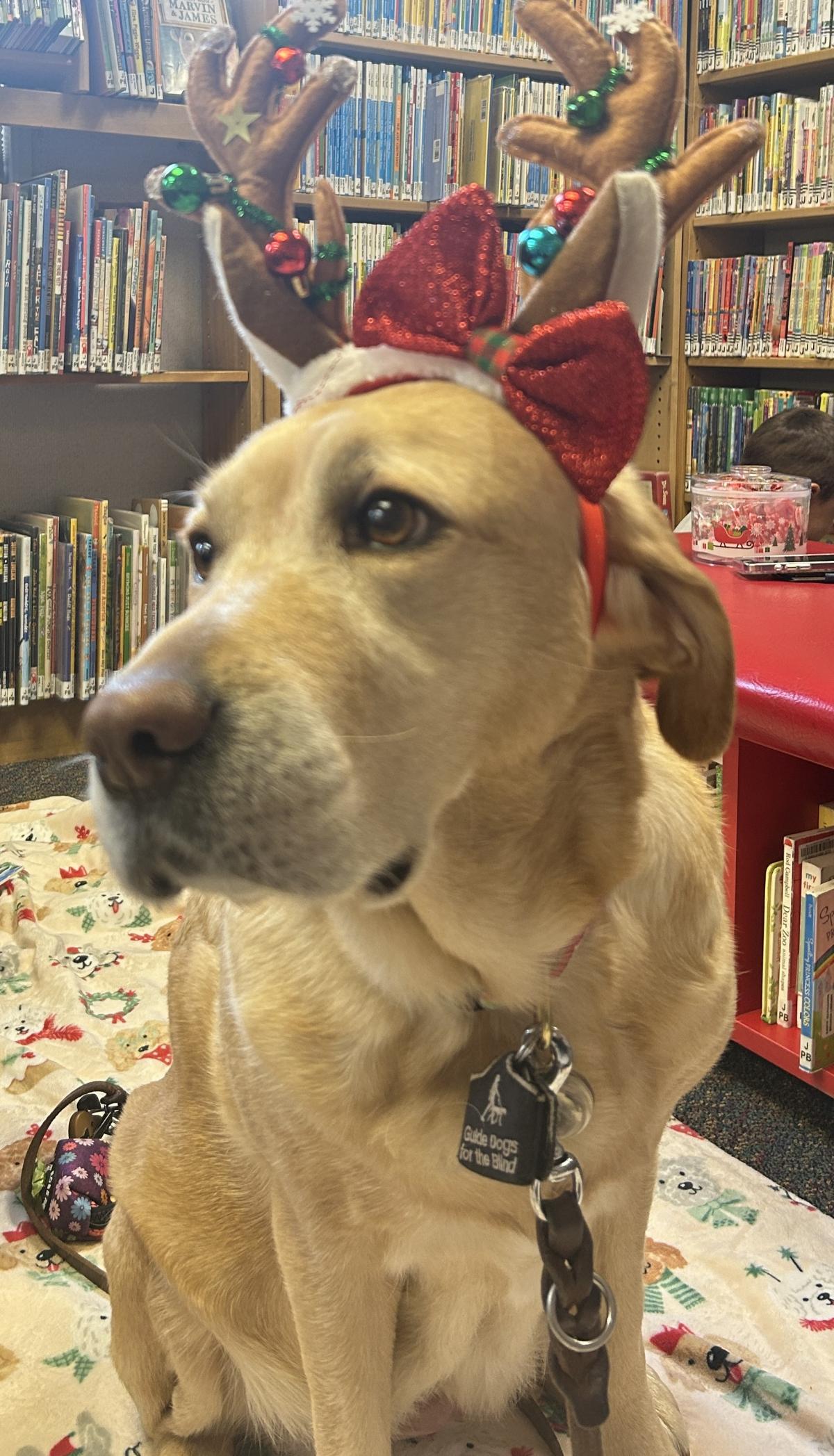 Emmy the dog in the library.